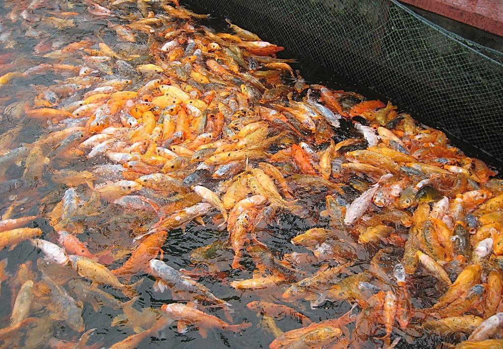 千島湖鯉魚群圖片