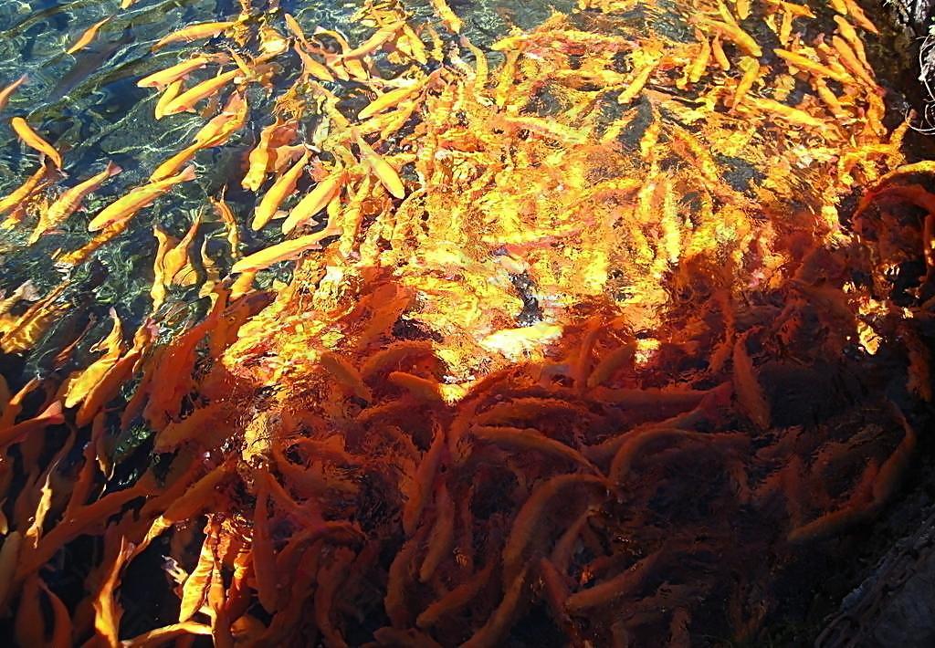 三文魚 黃色的魚 魚圖片