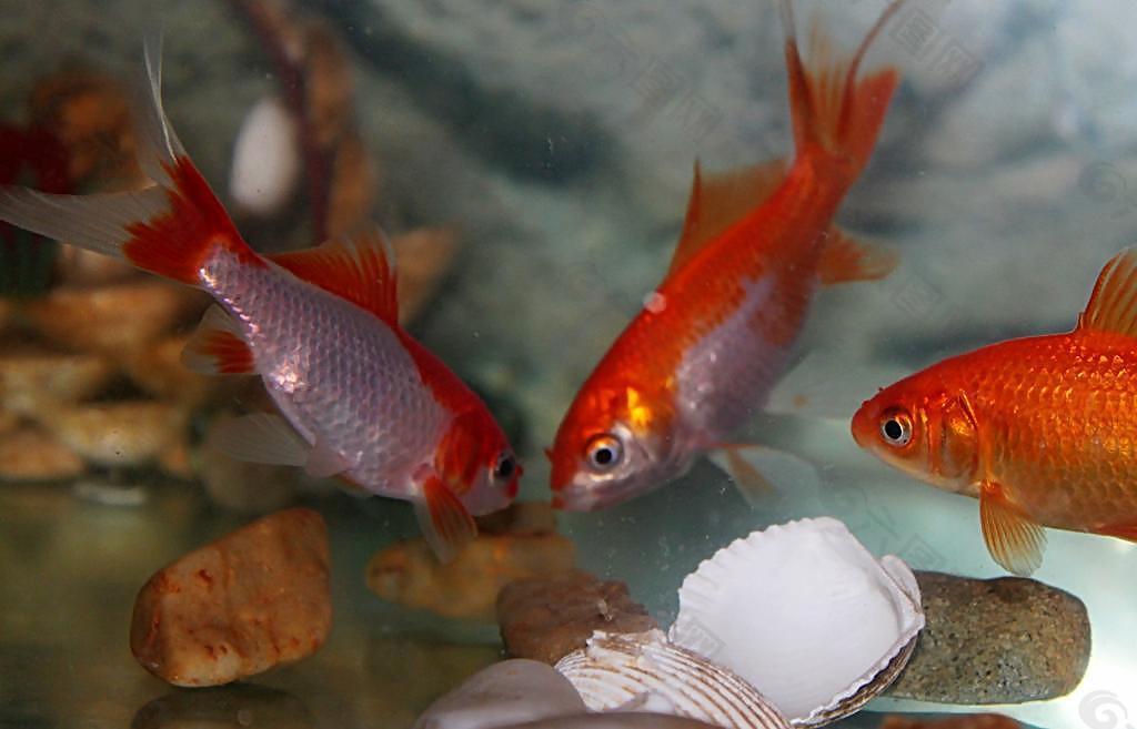 只羨雙魚不羨仙圖片