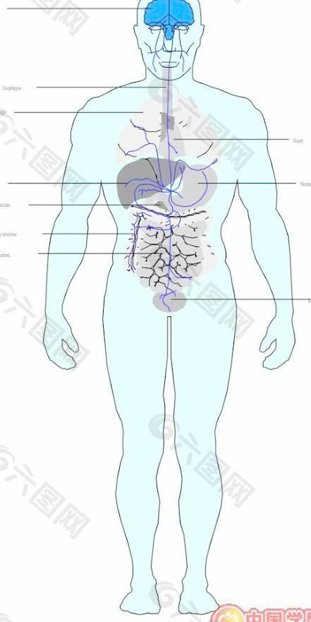 内脏解剖图