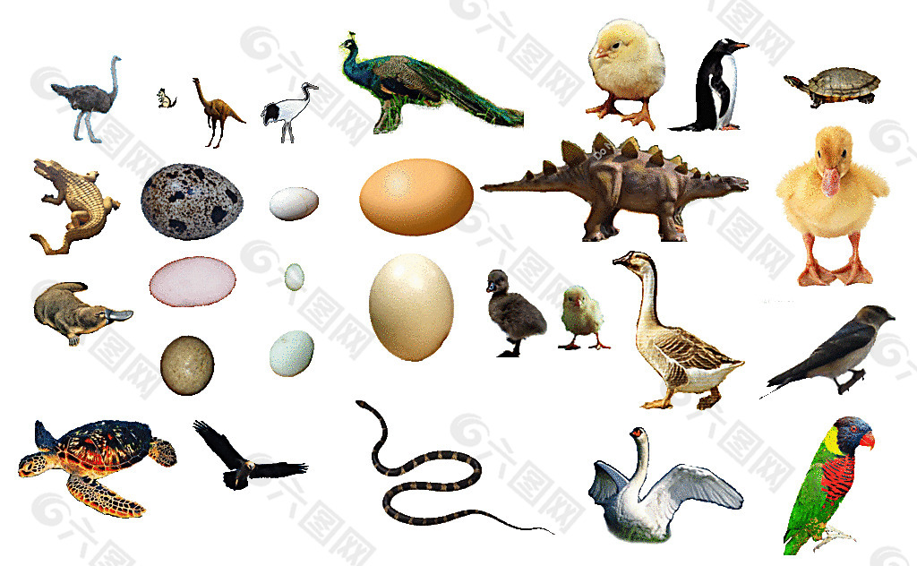 各种蛋生的动物图片设计元素素材免费下载(图片编号:)