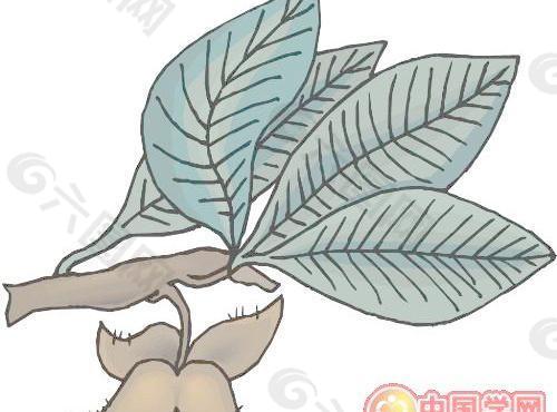 矢量鮮花