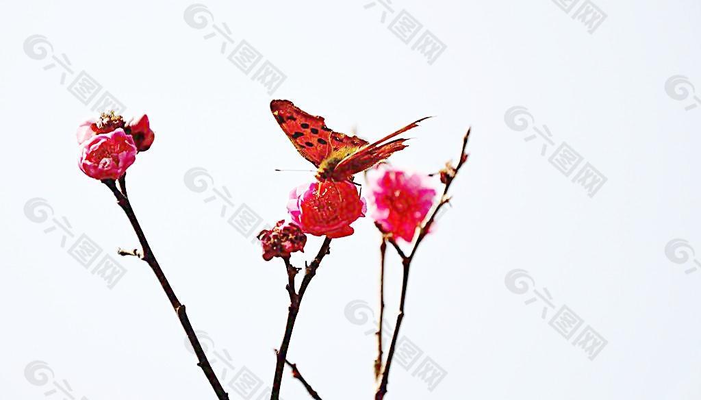 蝶戀花圖片