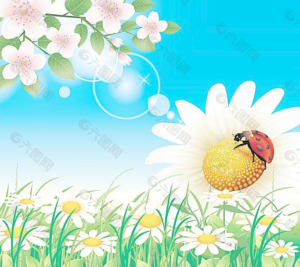 菊花圖片