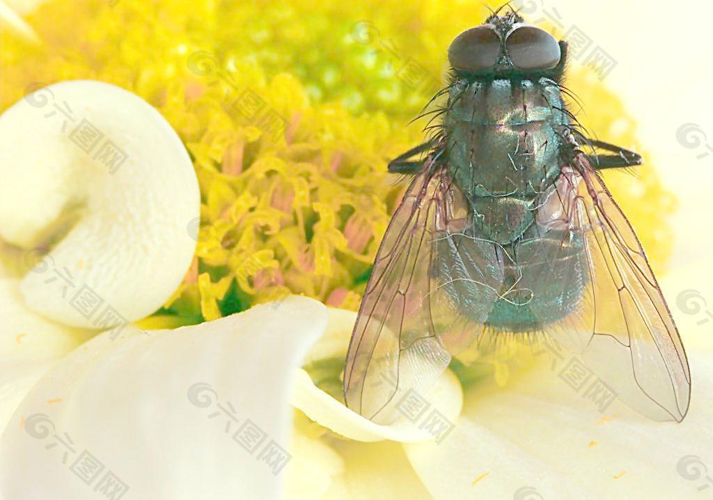蒼蠅圖片