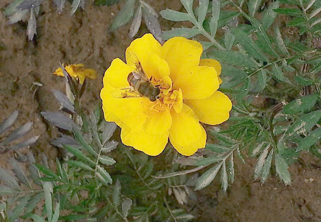 花和蜜蜂圖片