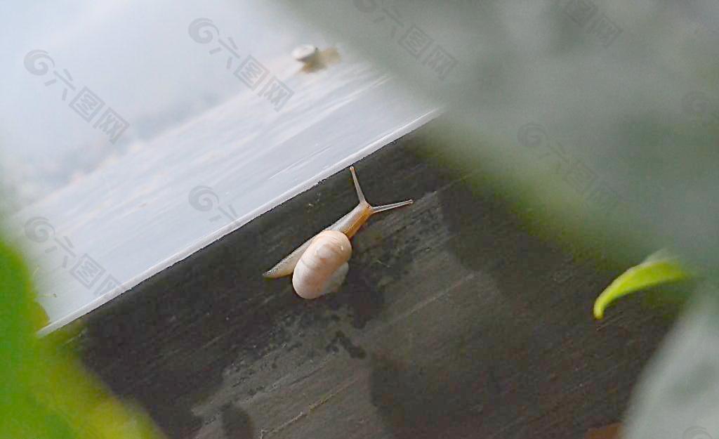 蝸牛圖片