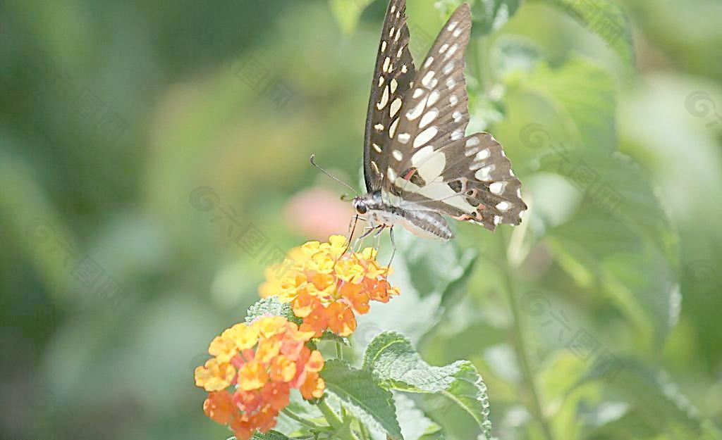 青帶鳳蝶圖片