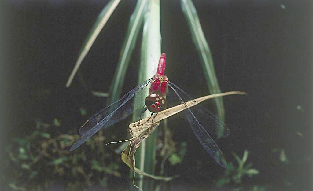 蜻蜓圖片