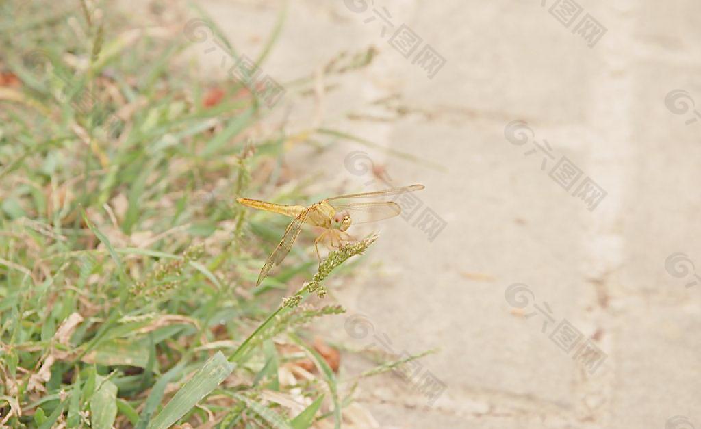 蜻蜓圖片