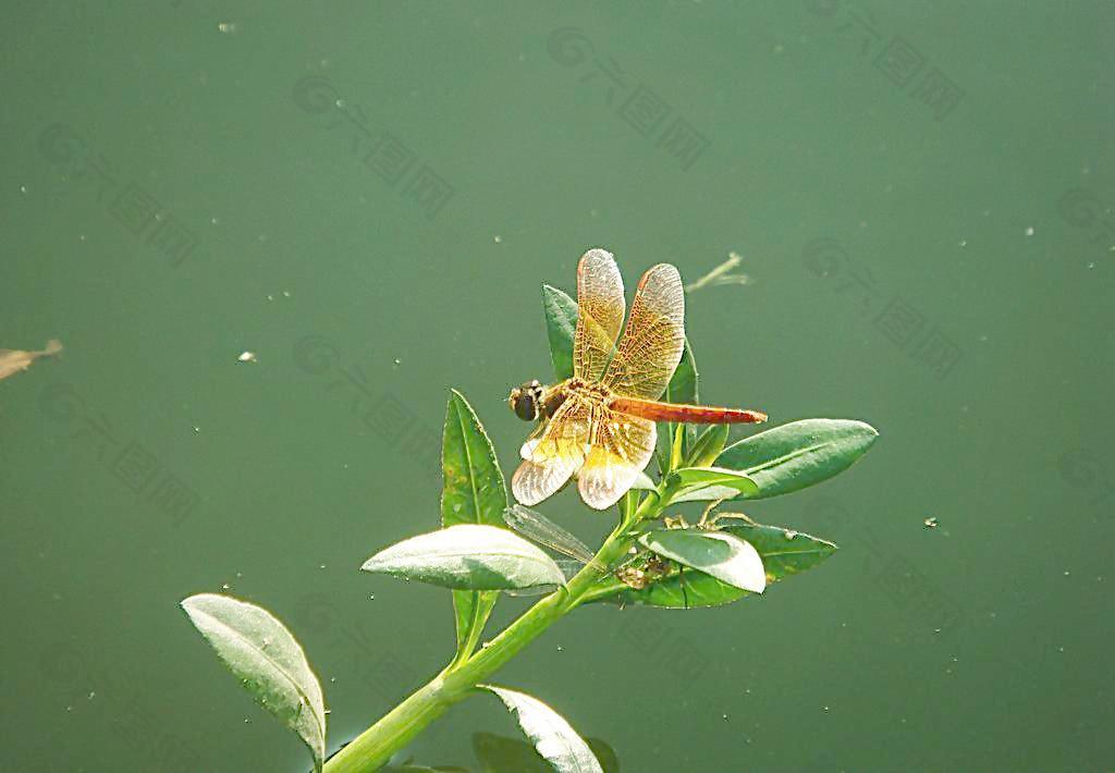 蜻蜓圖片
