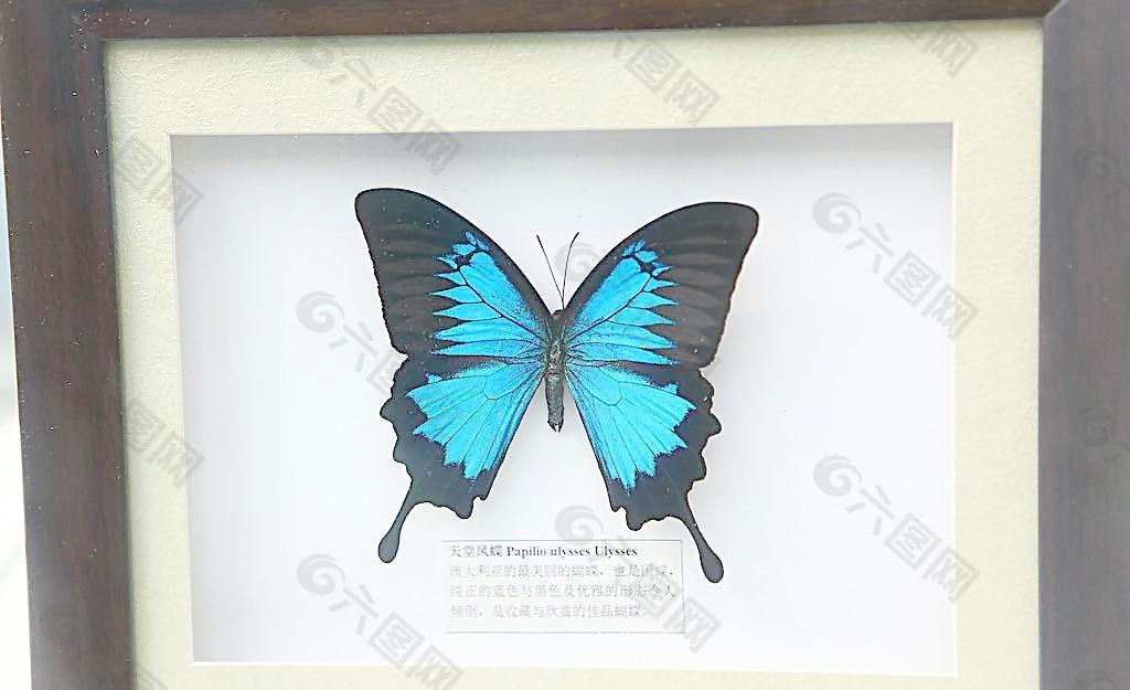 蝴蝶镜框 蝴蝶标本图片