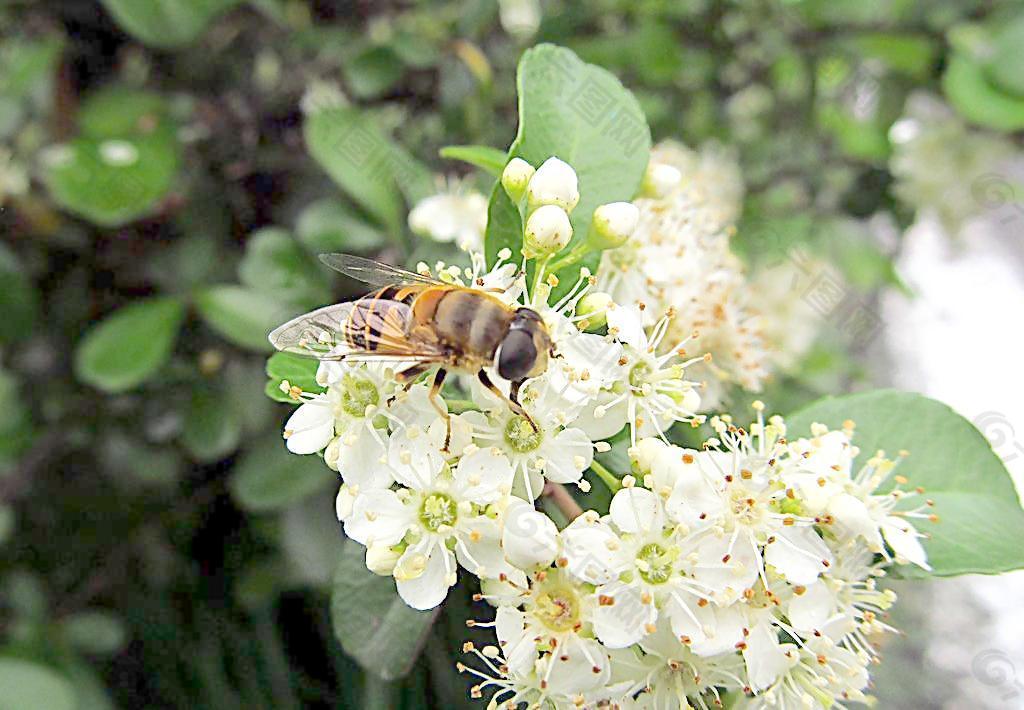 蜜蜂圖片