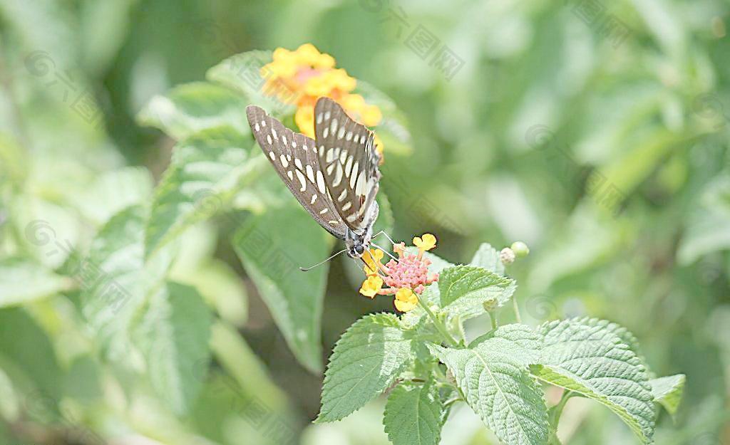 青帶鳳蝶圖片
