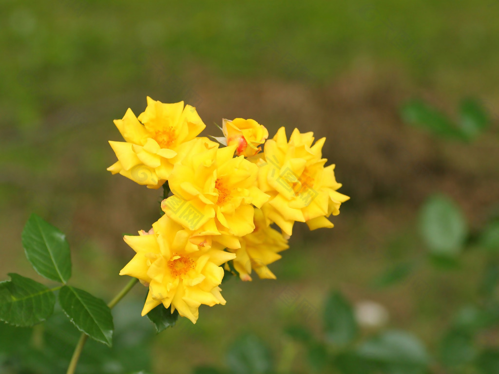 位圖 植物攝影 花卉 花朵 免費素材
