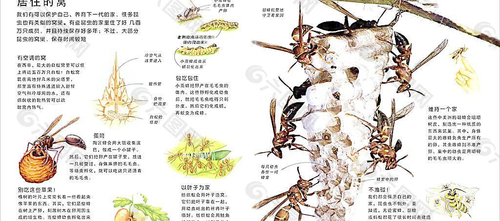 昆蟲的窩圖片