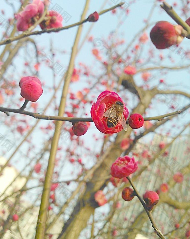 蜜蜂采蜜忙圖片