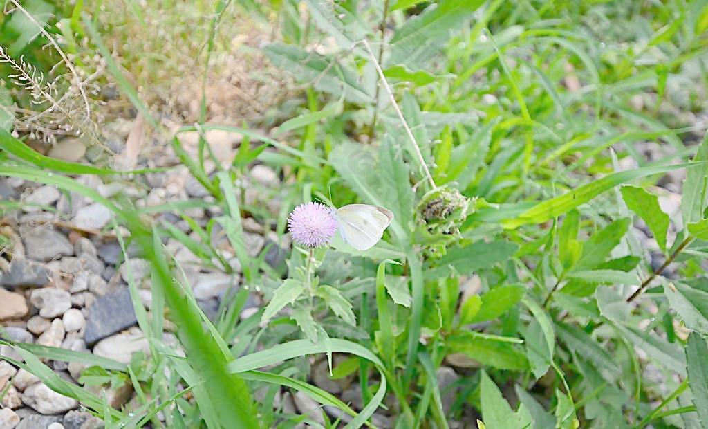蝴蝶春圖片