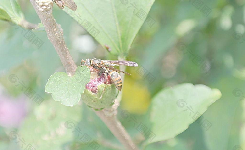 蜜蜂圖片