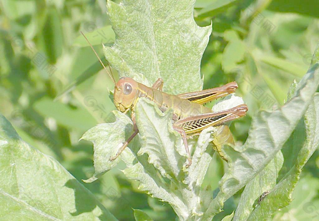 蝗蟲圖片