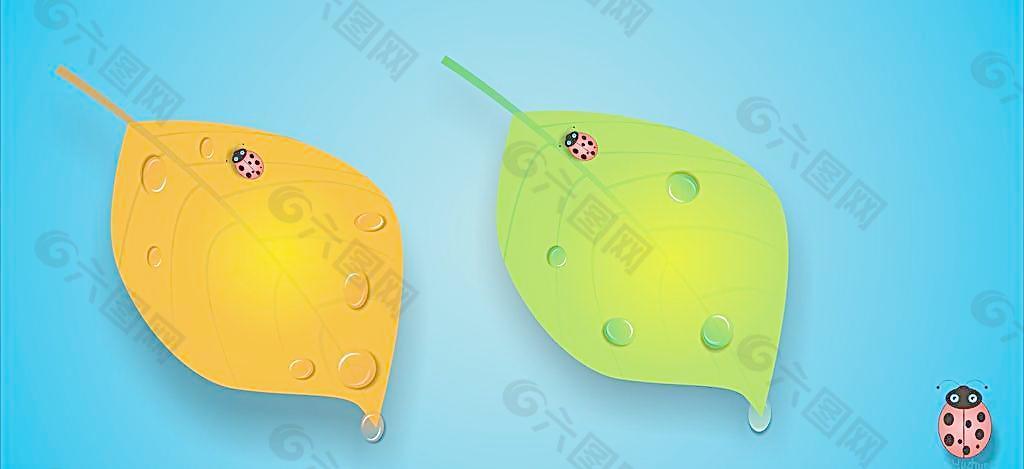 帶水珠樹(shù)葉上的瓢蟲(chóng)圖片