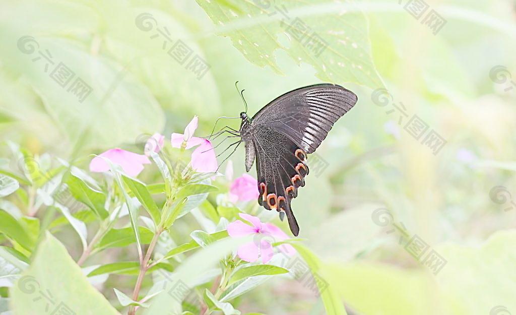 蝶吻花圖片
