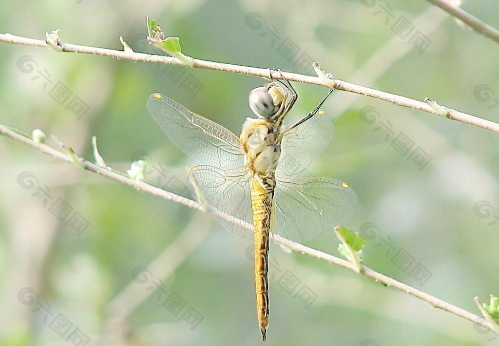蜻蜓圖片