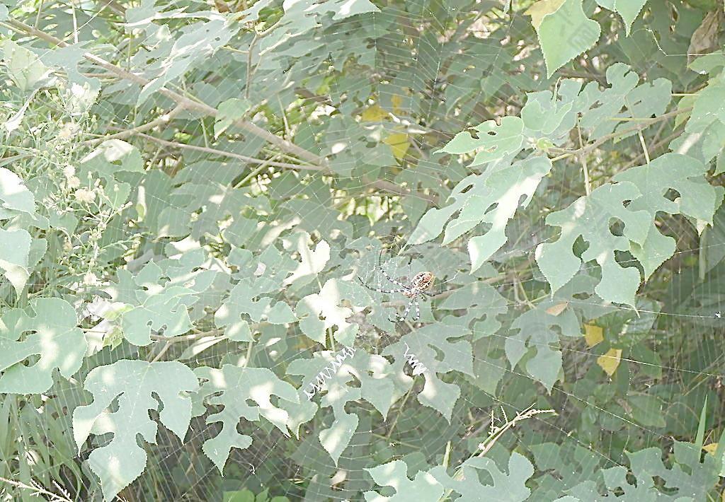 蜘蛛 英文圖片