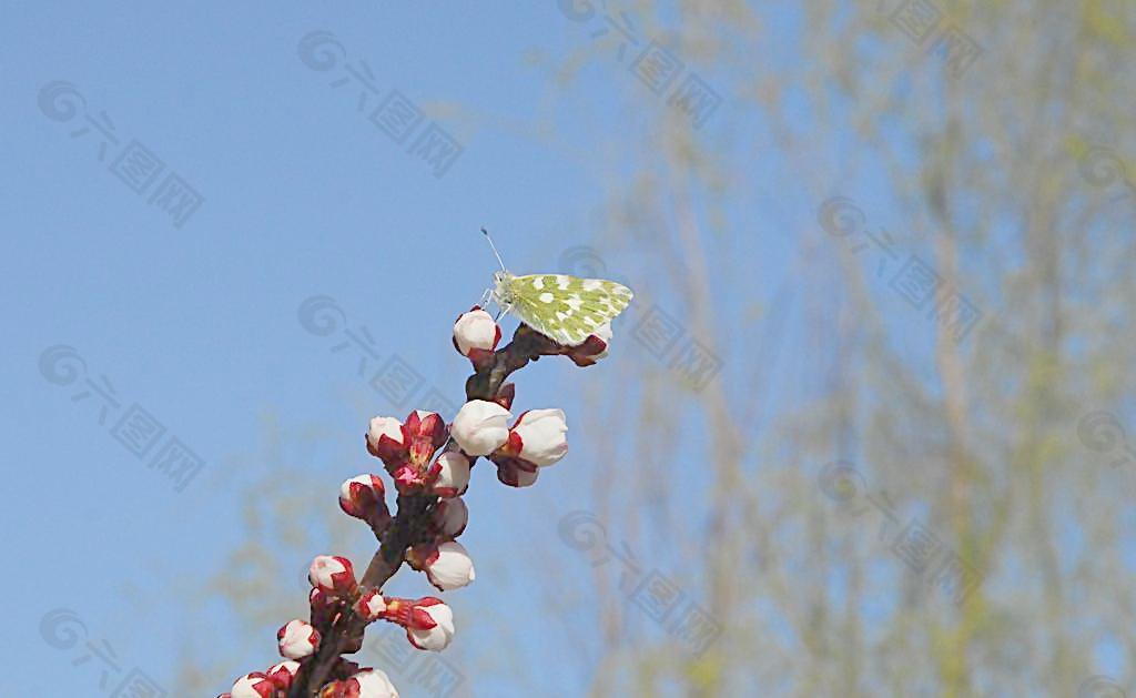 蝴蝶與花圖片