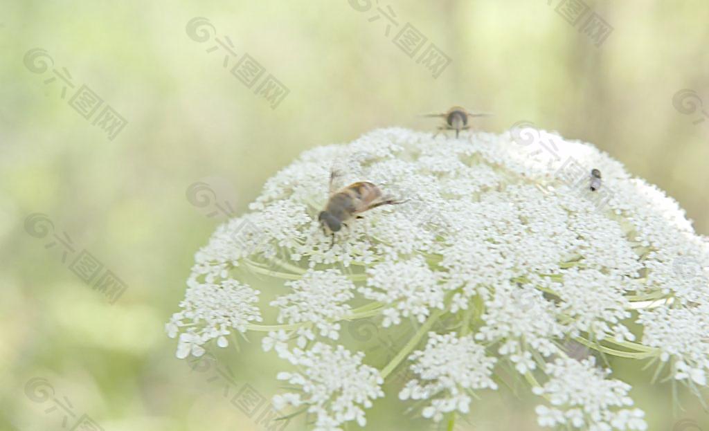 蜜蜂圖片