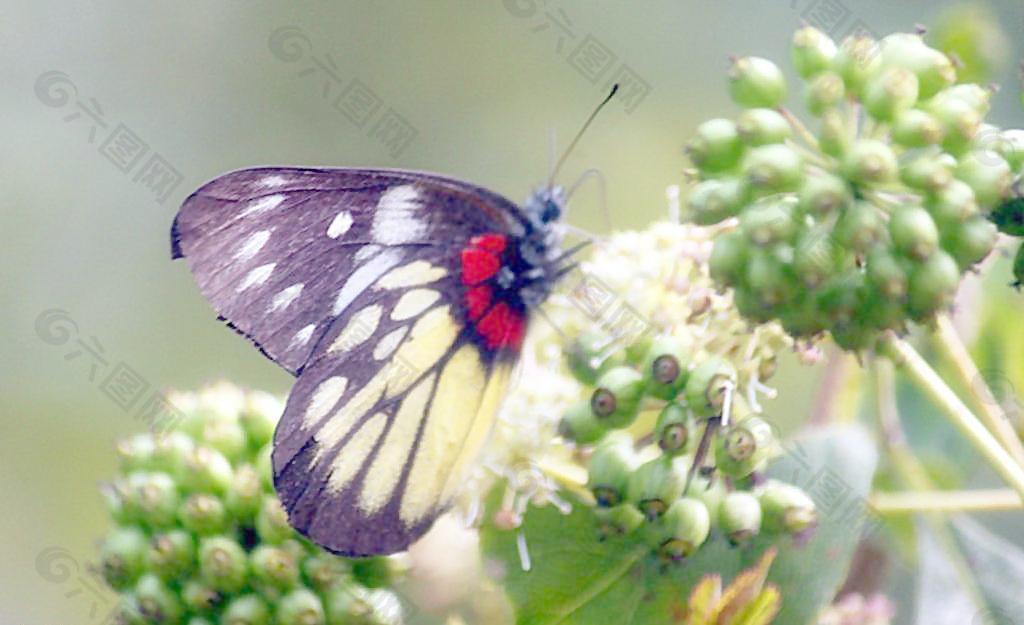 蝶戀花圖片
