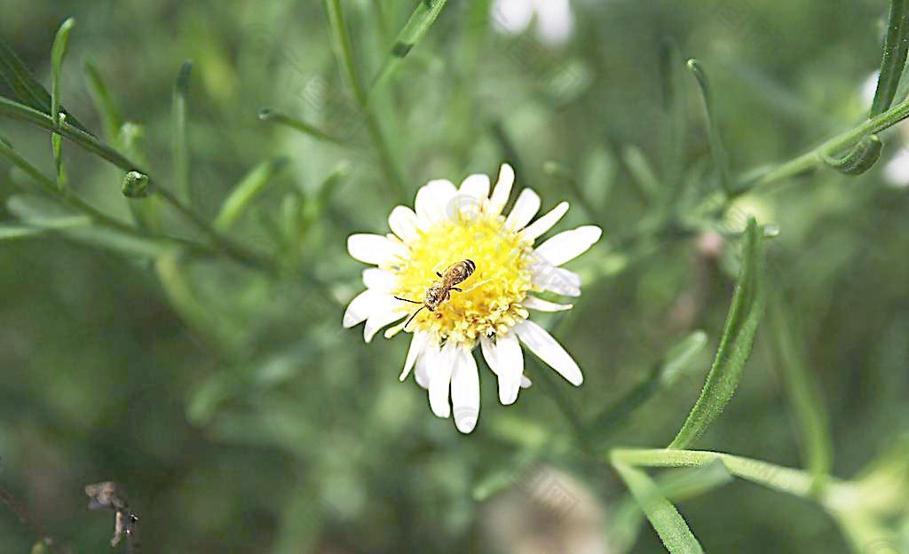 蜜蜂和雛菊圖片