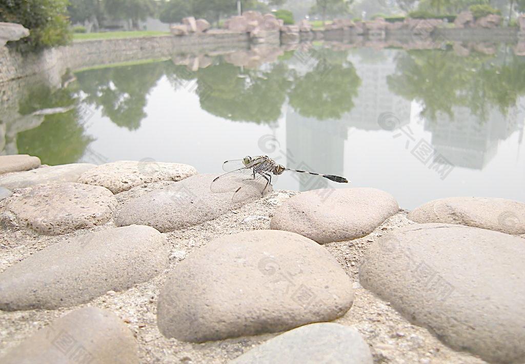 蜻蜓圖片