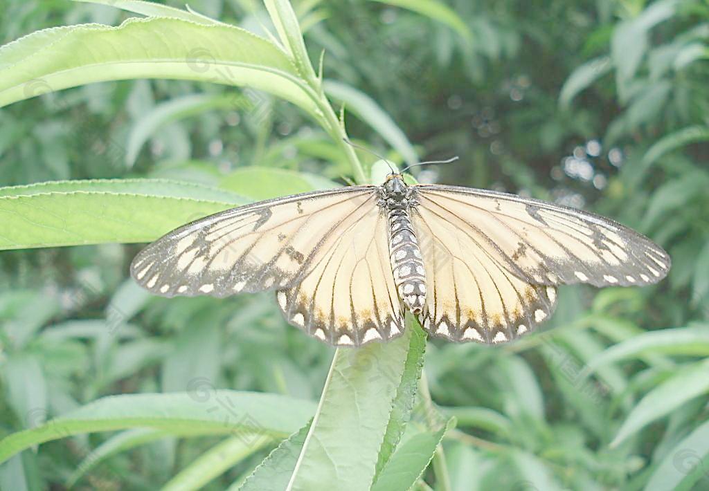 蝴蝶圖片