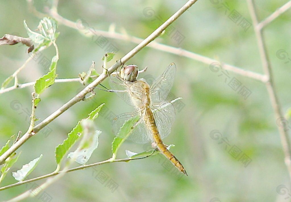 蜻蜓黃毛子圖片
