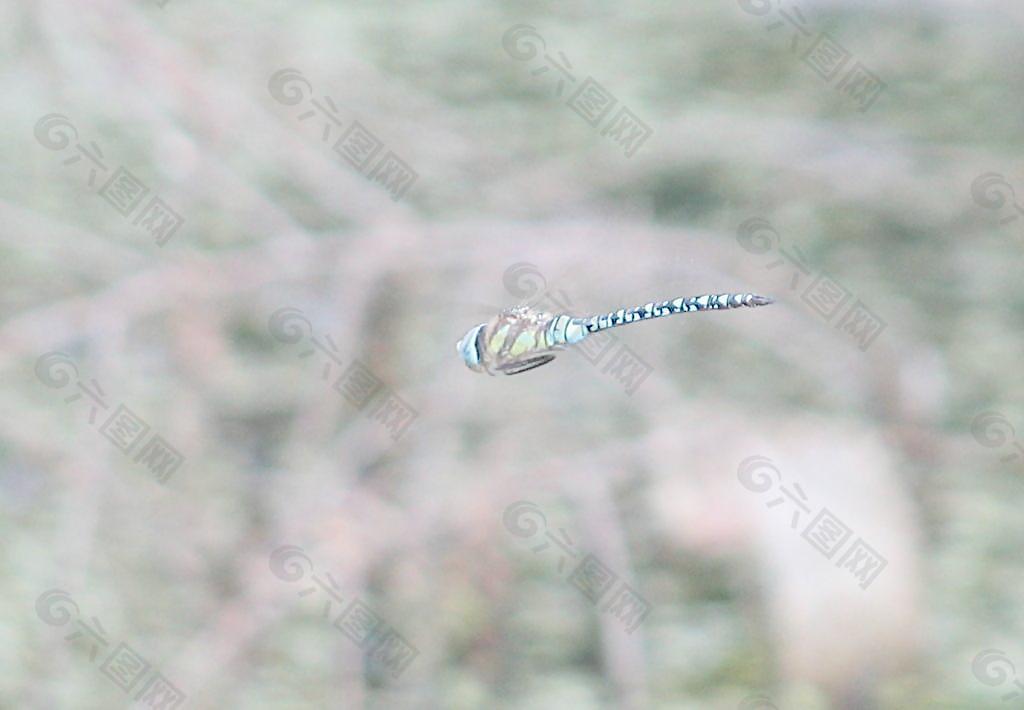 蜻蜓翱翔圖片