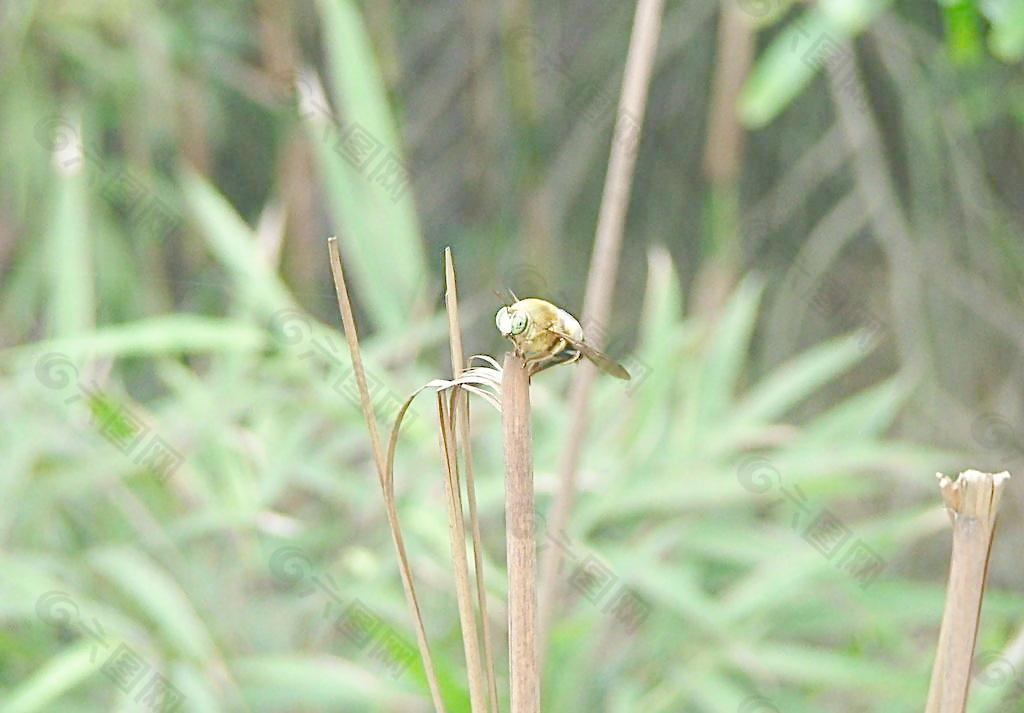 蜜蜂圖片