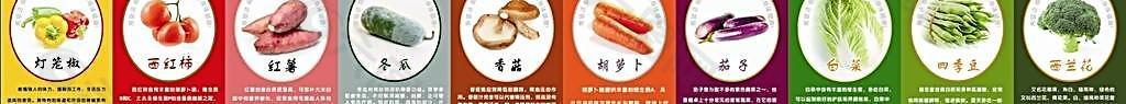 蔬菜介紹圖片