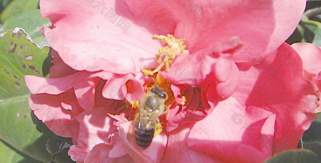 蜜蜂 茶花圖片