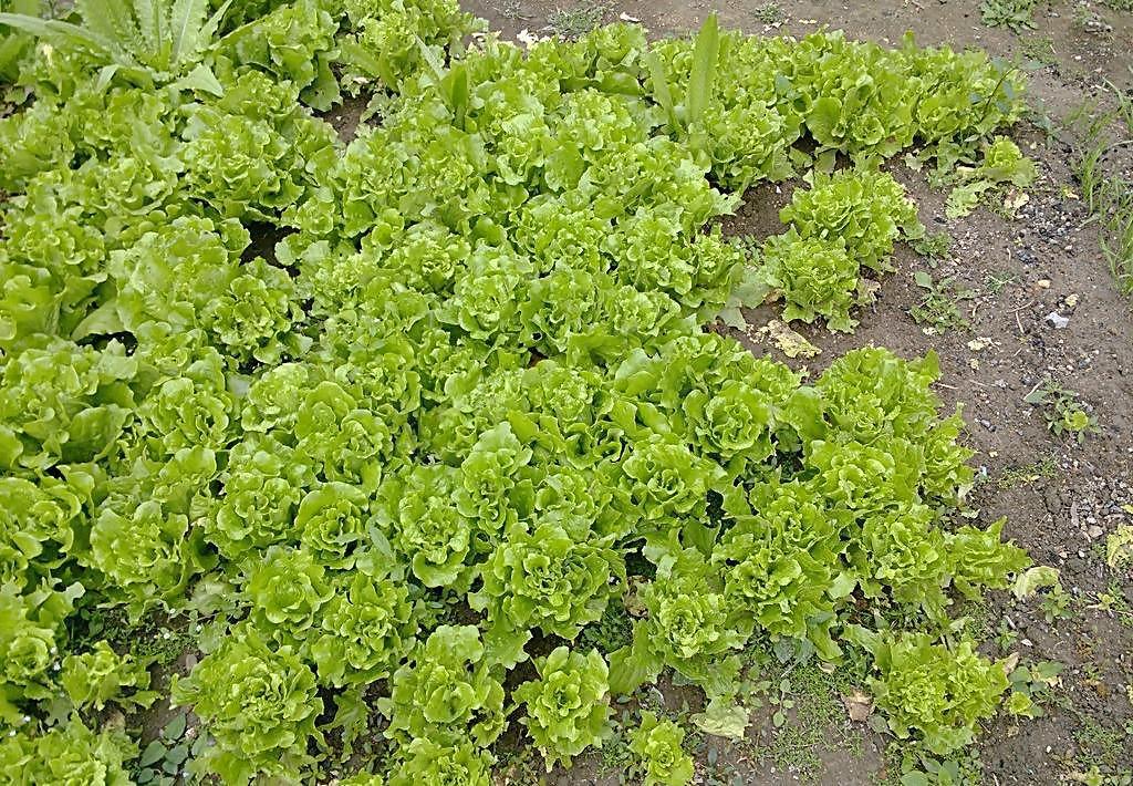 蔬菜 生菜圖片
