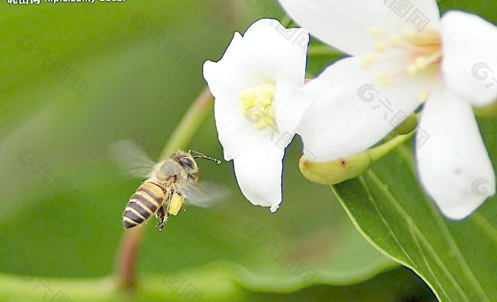 蜜蜂圖片