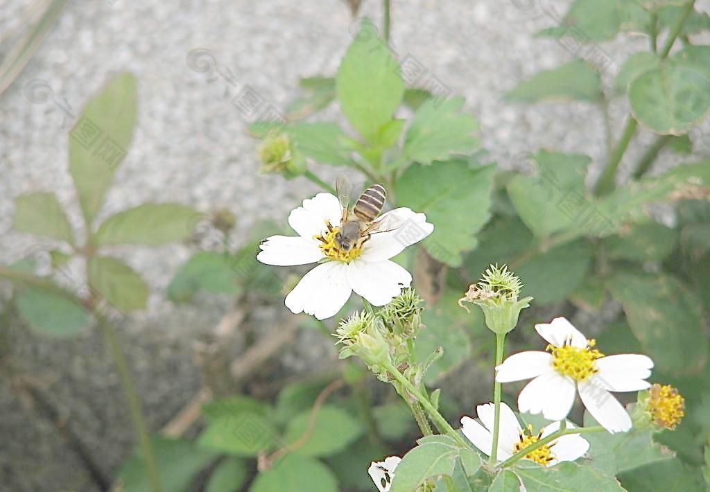 蜂采蜜圖片