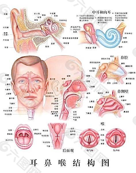 耳鼻喉结构图图片