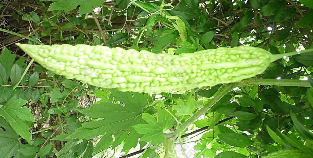 苦瓜圖片