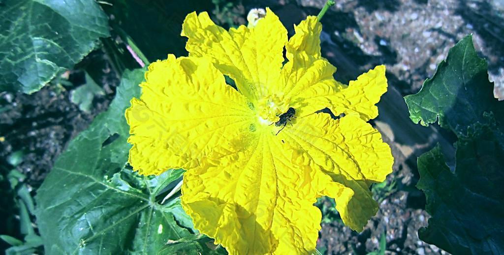 絲瓜花圖片