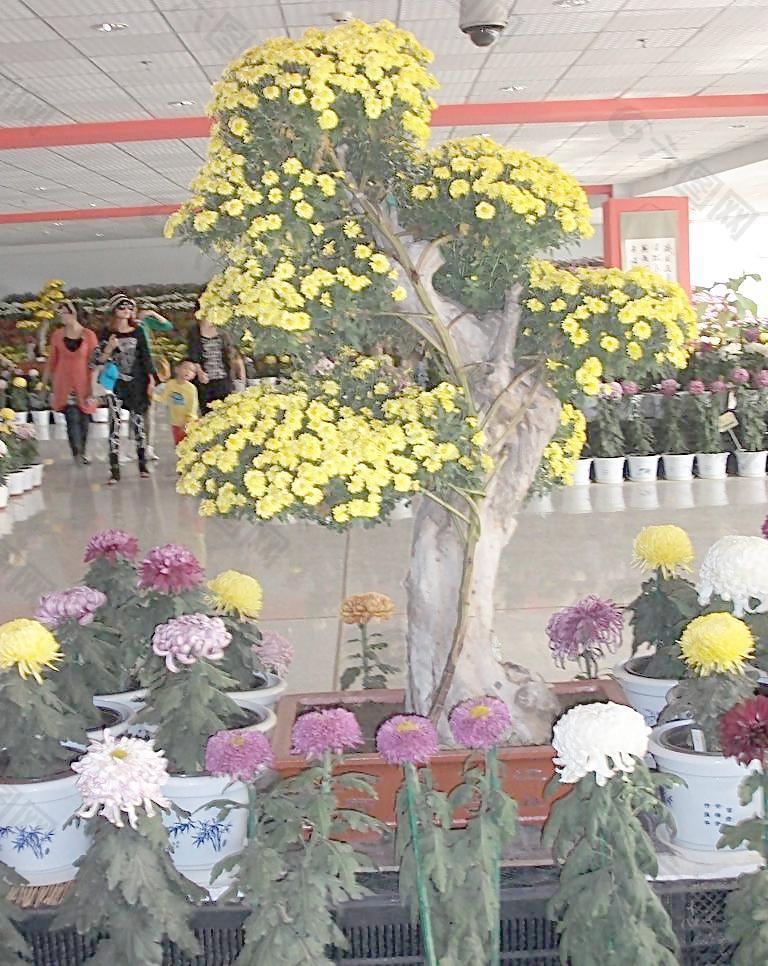 菊花造型图片