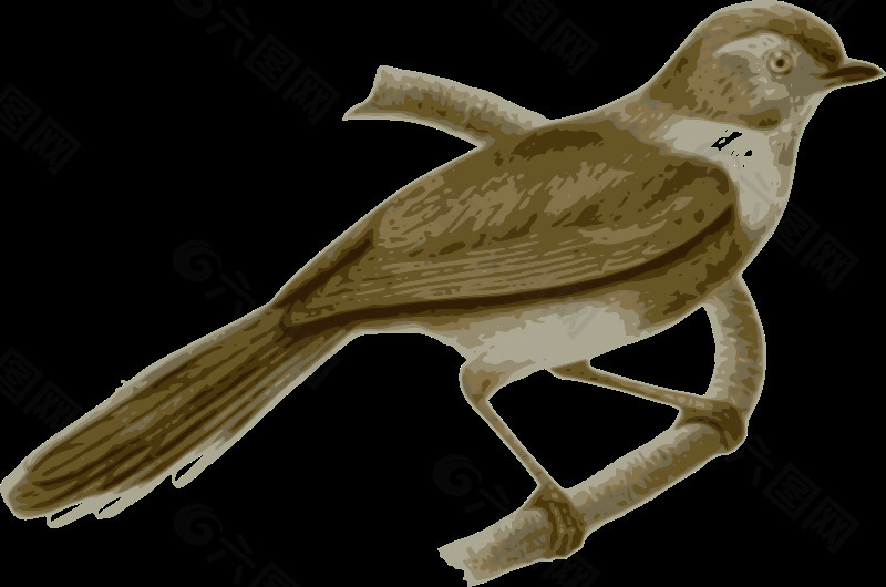 aegithalos_fuliginosus