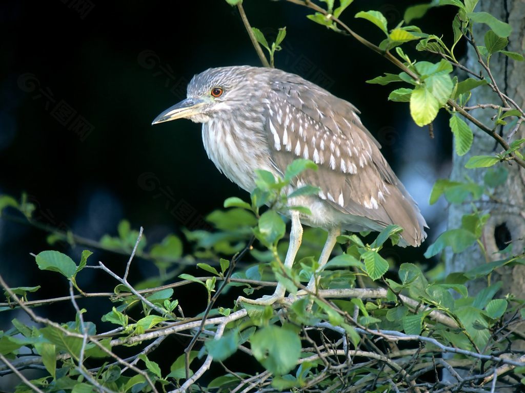 位圖 動(dòng)物 鳥(niǎo)類 黑色 灰色 免費(fèi)素材