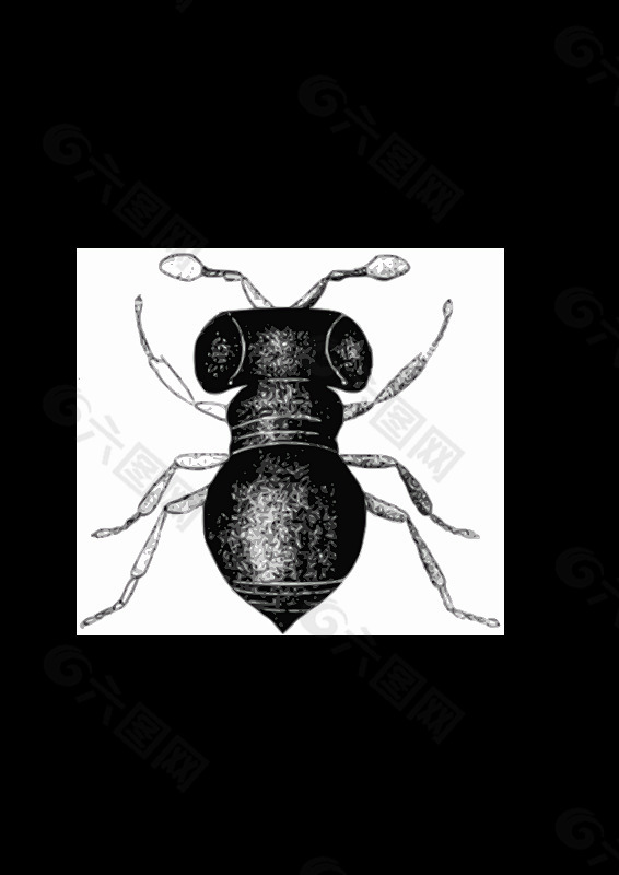 baeus achaearaneus