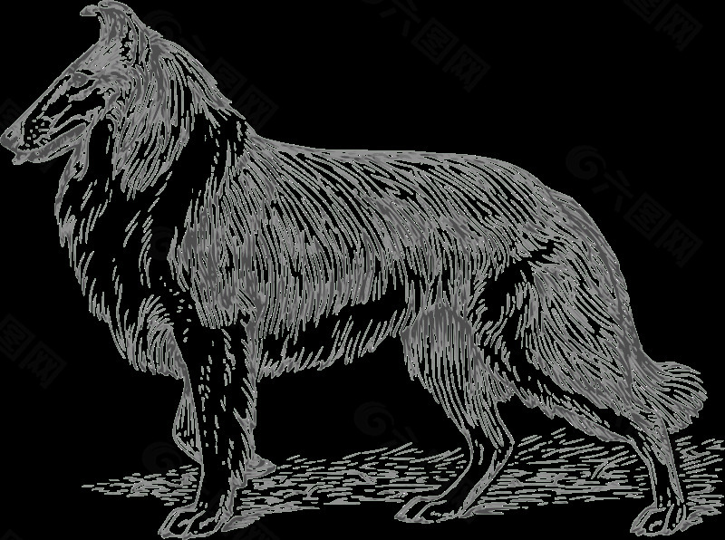 牧羊犬2灰度